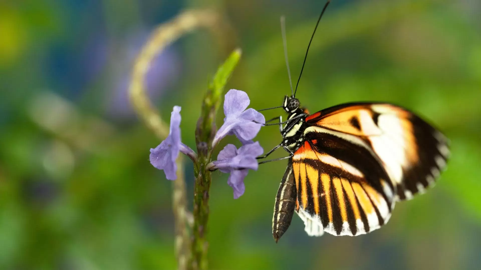 دانلود مستند Nature: Sex, Lies and Butterflies 2018
