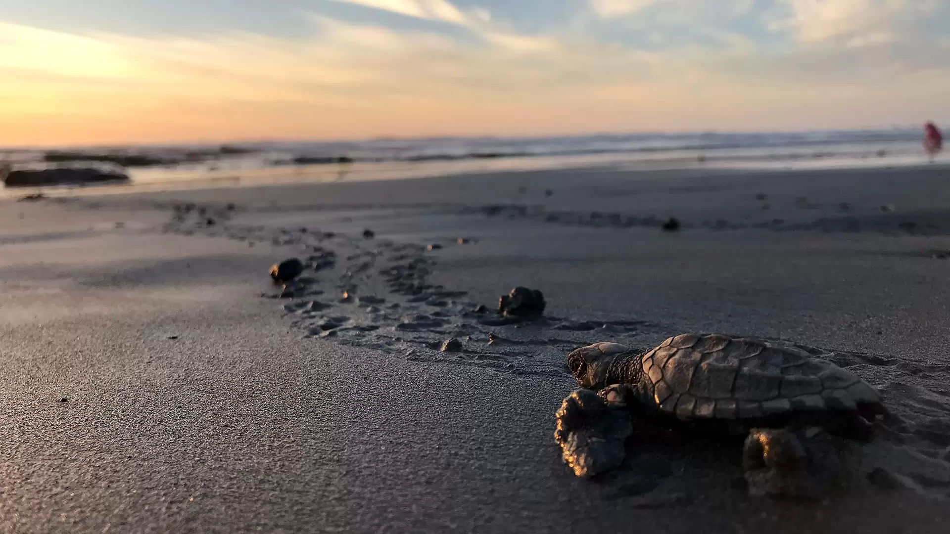 دانلود مستند The Nature of Things: Turtle Beach 2019