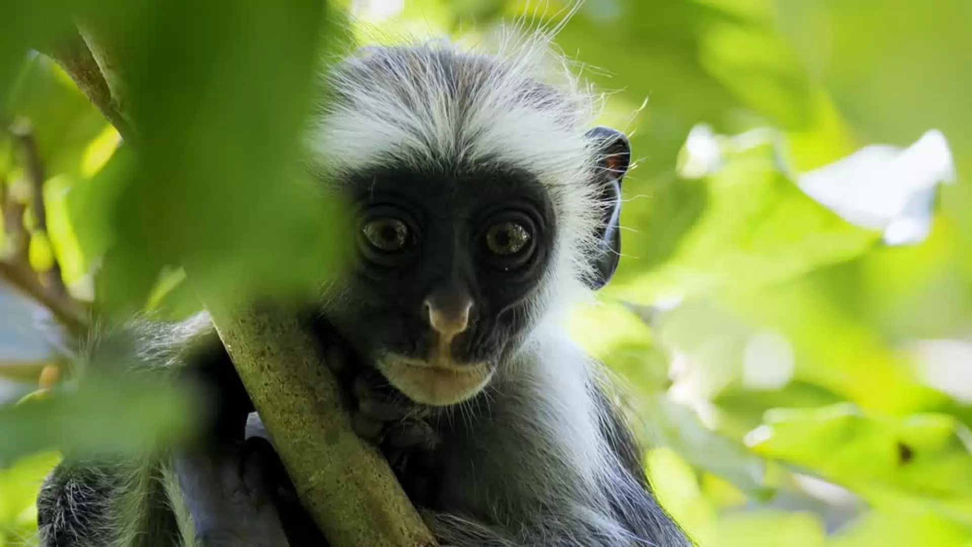 دانلود مستند Africa’s Wild Year 2021
