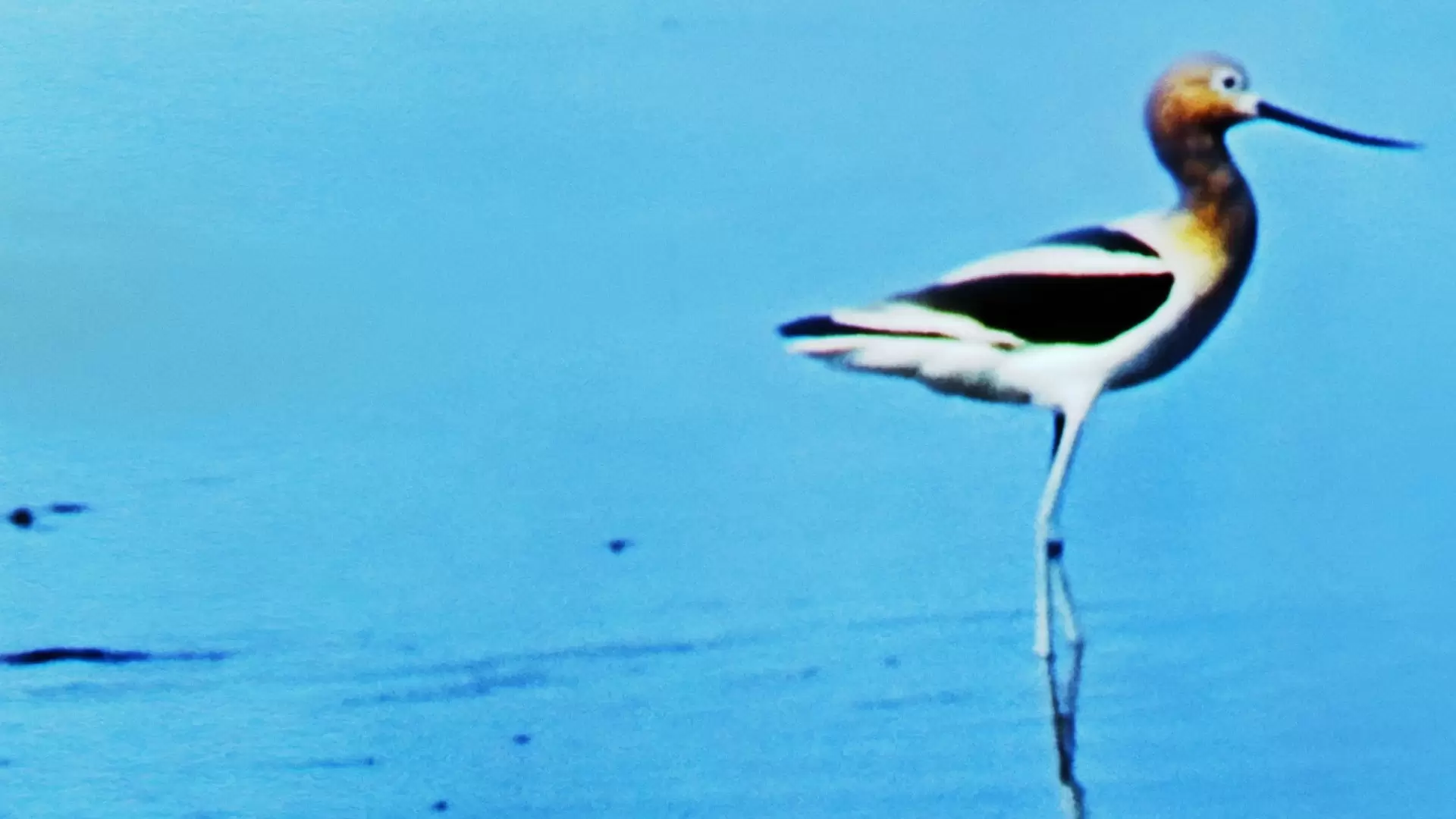 دانلود مستند Water Birds 1952