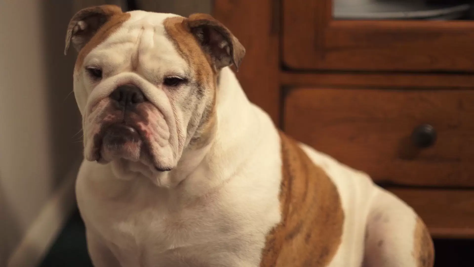 دانلود فیلم A Bulldog for Christmas 2013
