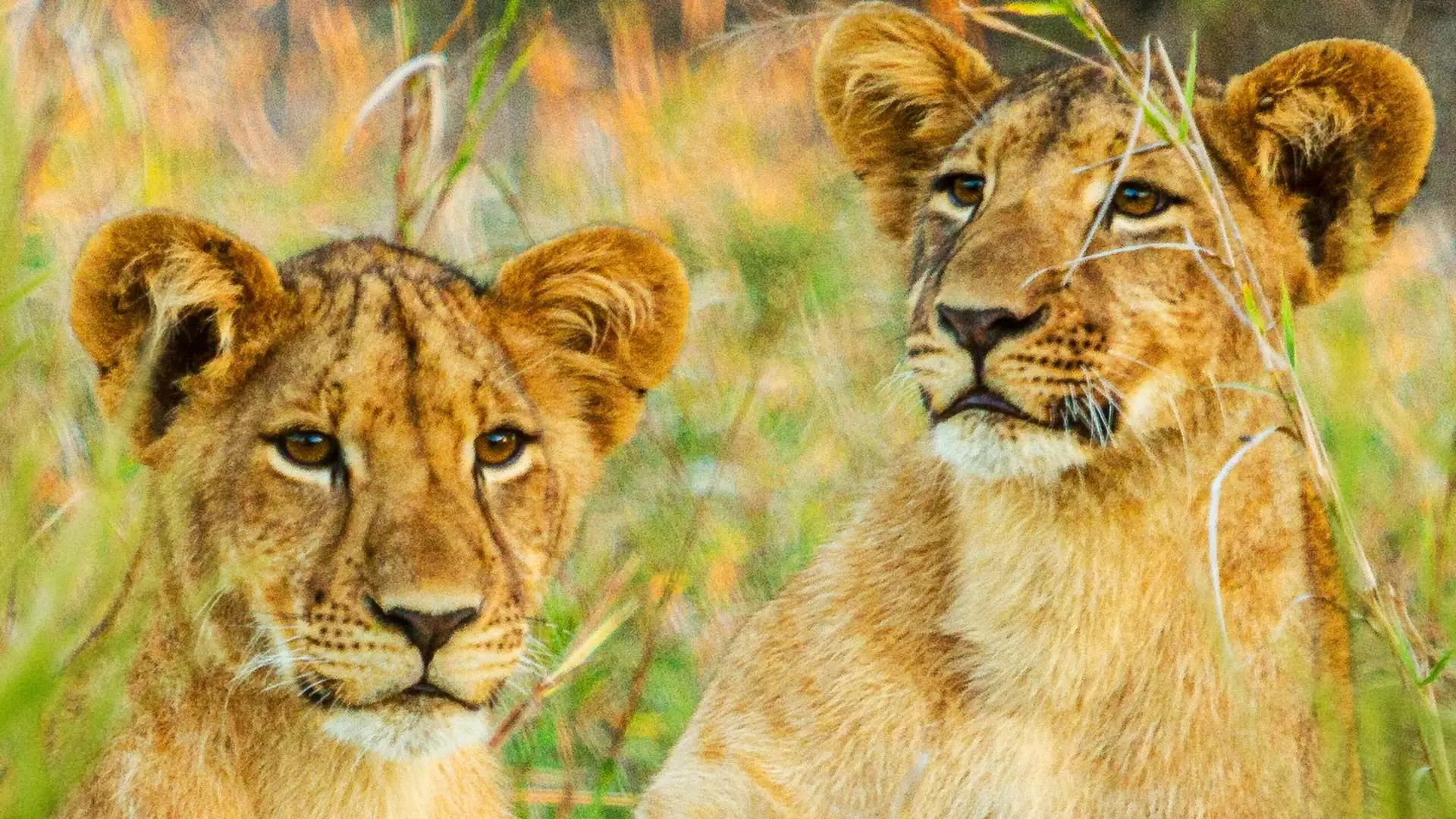 دانلود مستند Gorongosa: Paradise Reborn 2022