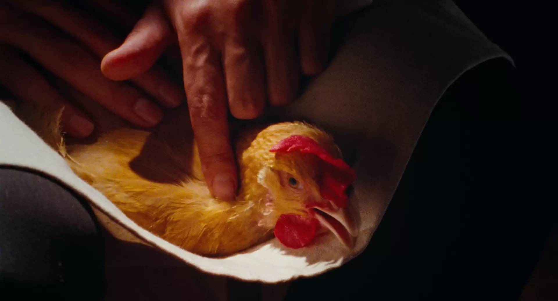 دانلود فیلم The Chicken 2020 (مرغ)