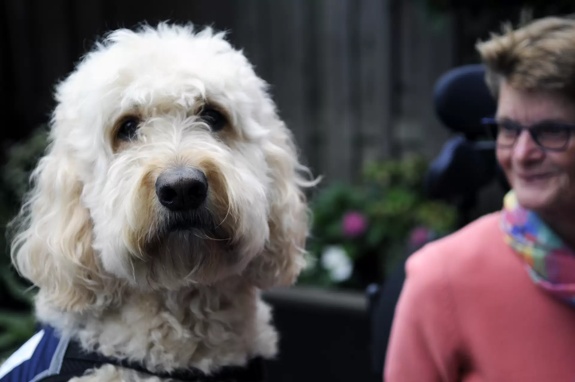 دانلود مستند Buddy 2018
