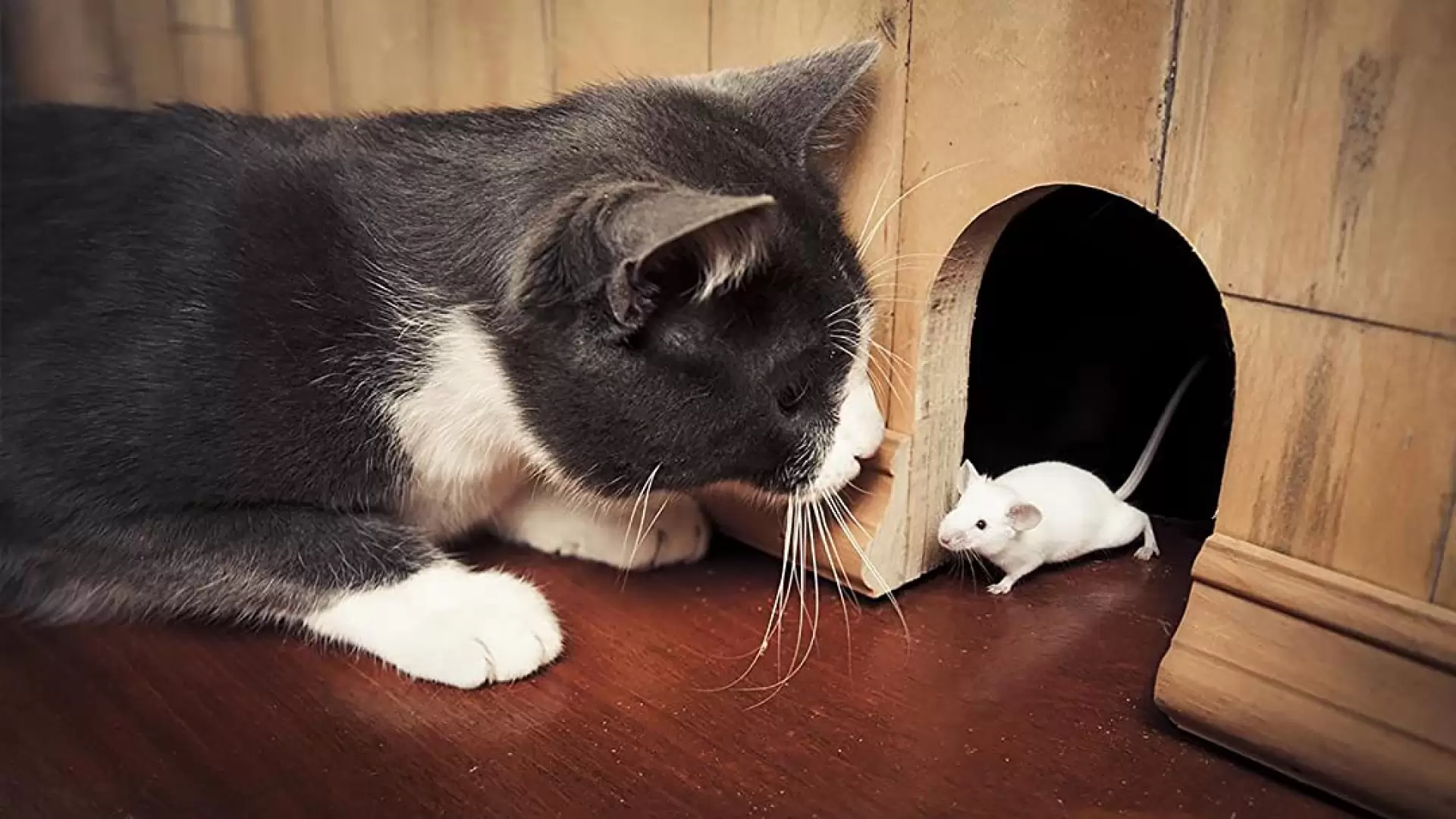 دانلود مستند A Cat and Mouse Game 2019