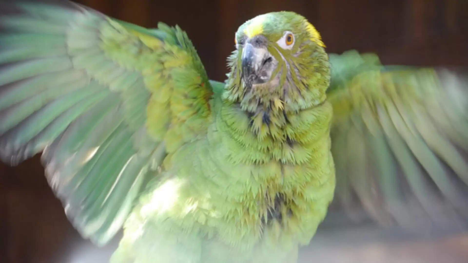 دانلود مستند Parrot Confidential 2013