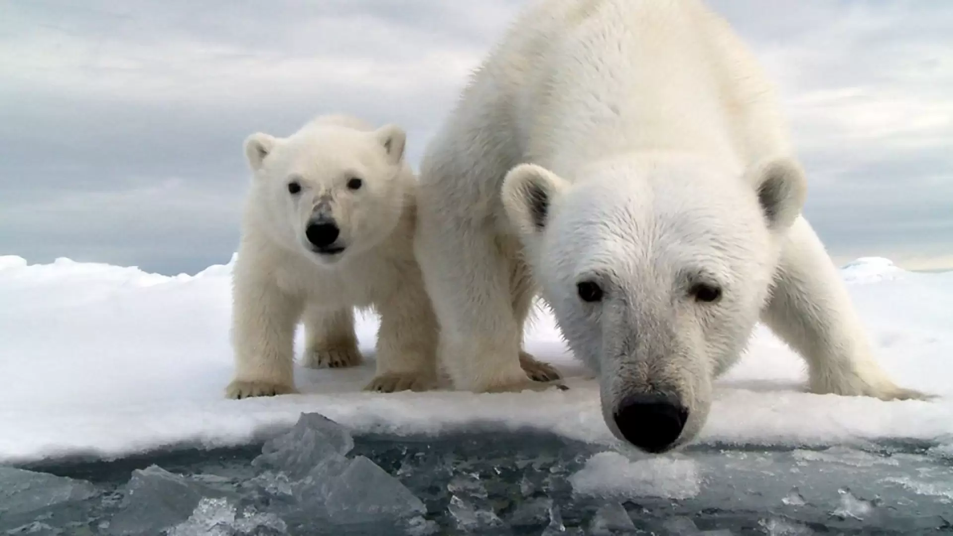 دانلود مستند Polar Bears: Spy on the Ice 2011