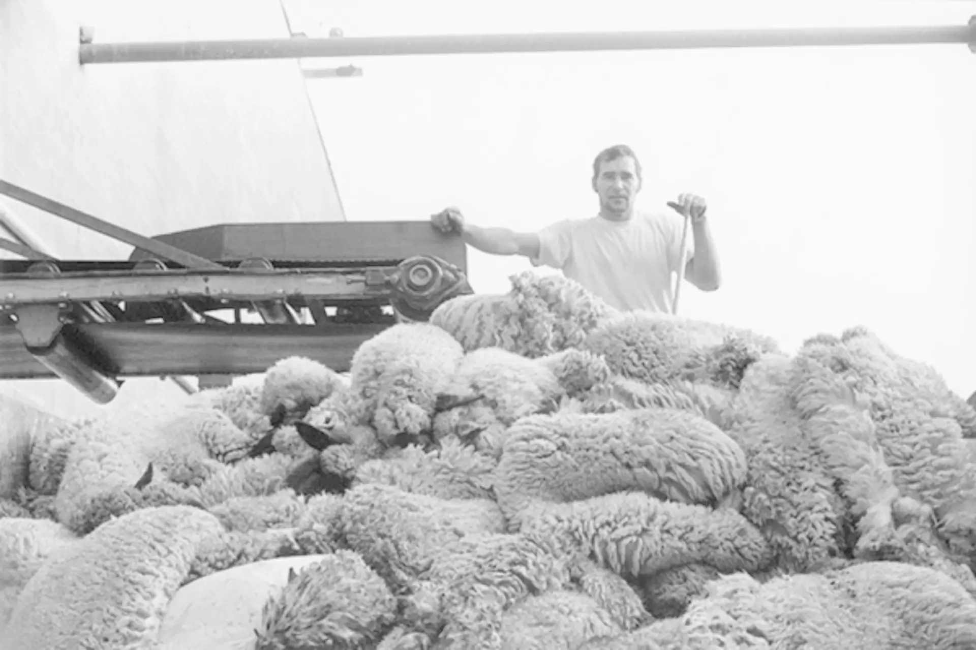 دانلود مستند Meat 1976