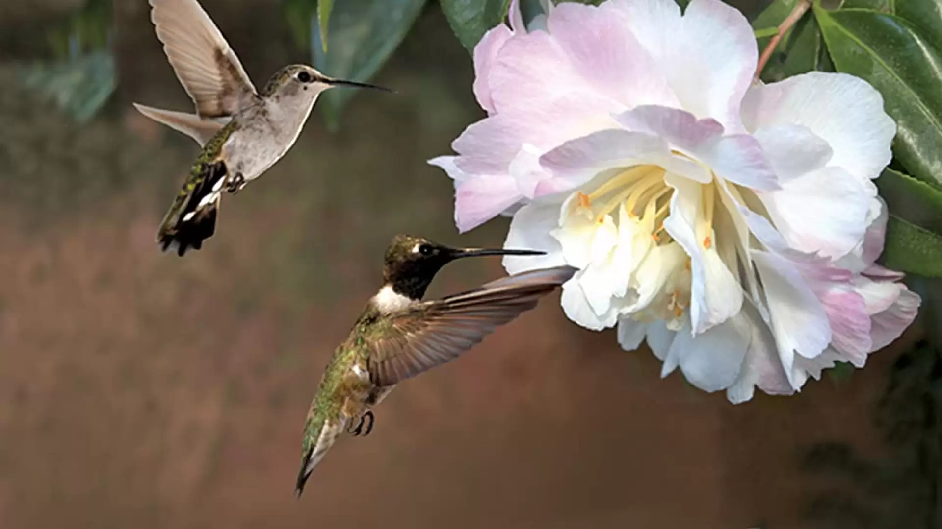 دانلود مستند First Flight: A Mother Hummingbird’s Story 2009