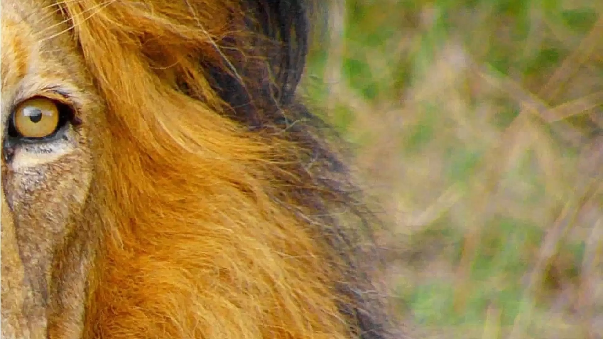 دانلود مستند Africa’s Wild Horizons 2015