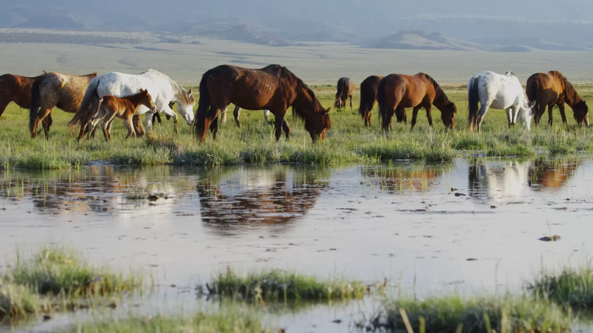 دانلود مستند America’s Wild Seasons 2019