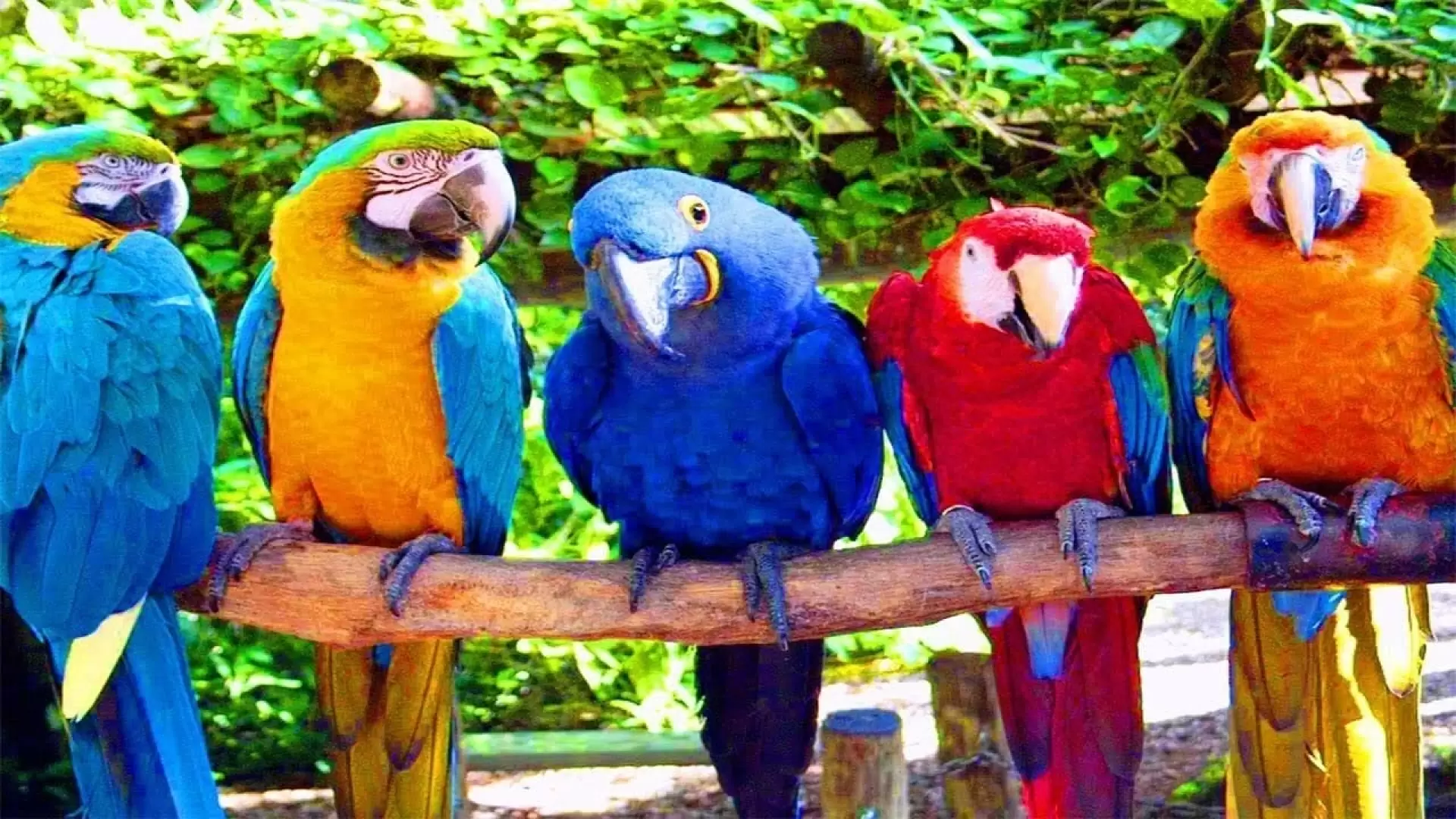 دانلود مستند Australia: Land of Parrots 2008 (استرالیا: سرزمین طوطی ها)