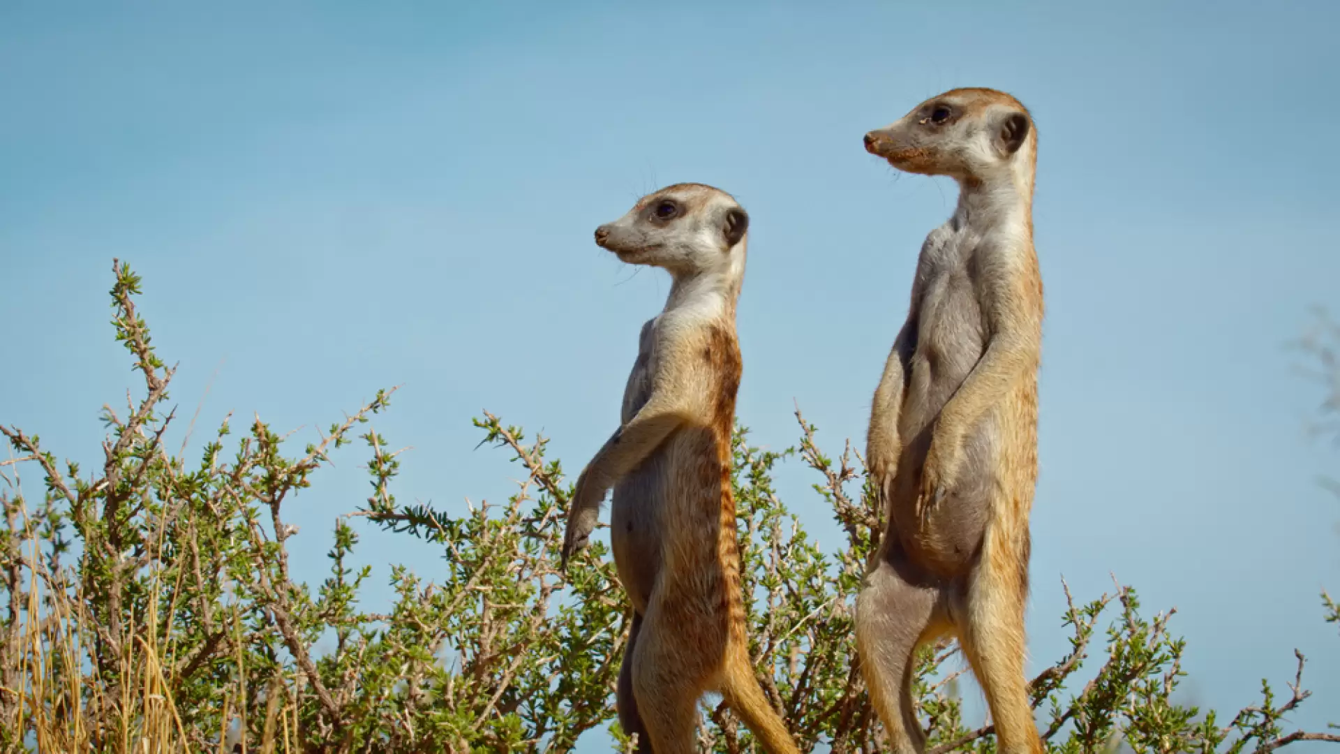 دانلود مستند Kalahari: Land of Secret Alliances 2021