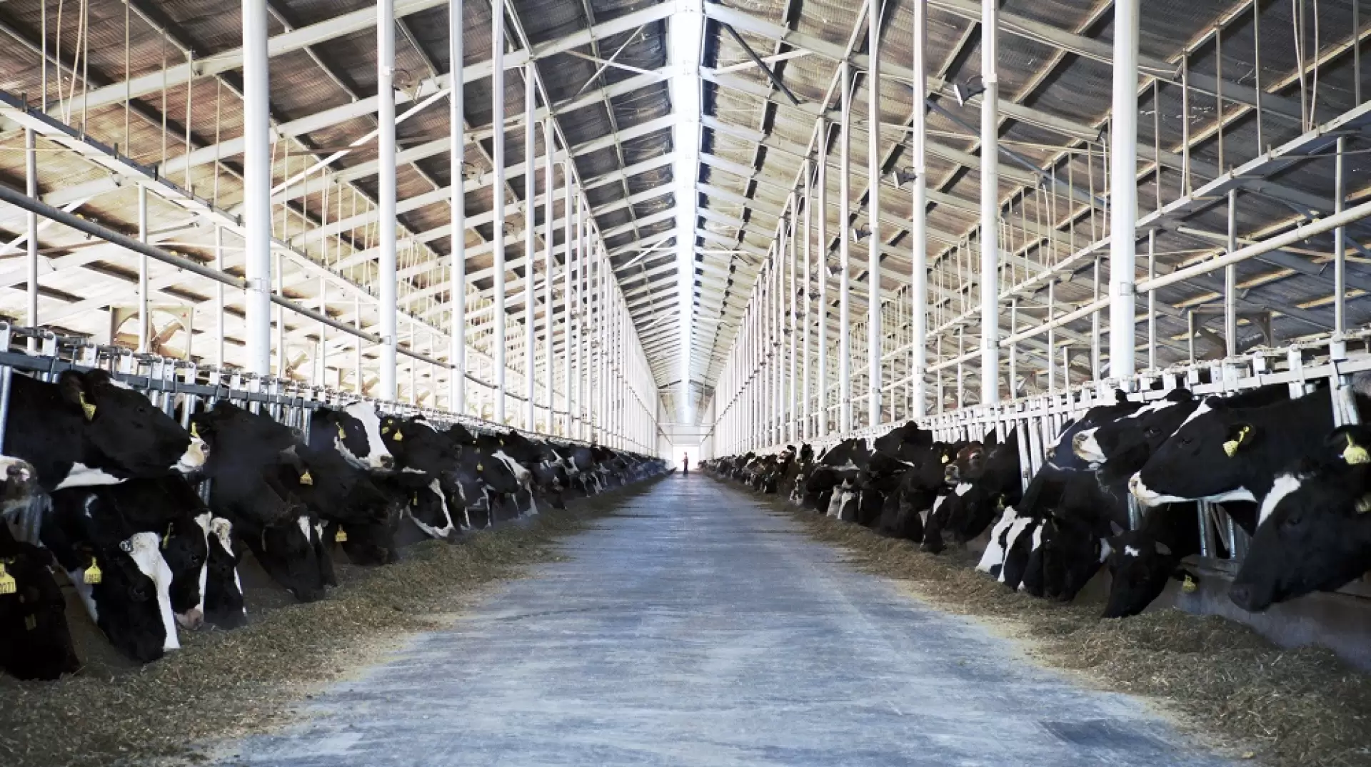 دانلود مستند The Milk System 2017