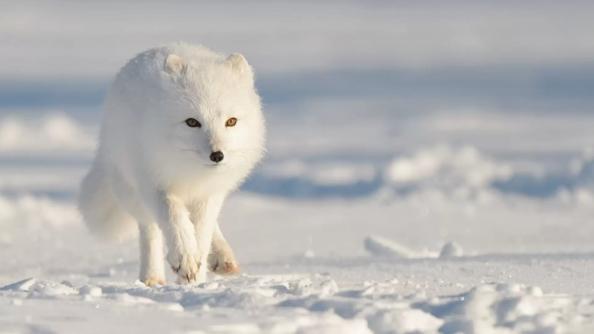دانلود مستند Strange Creatures of the Arctic 2022