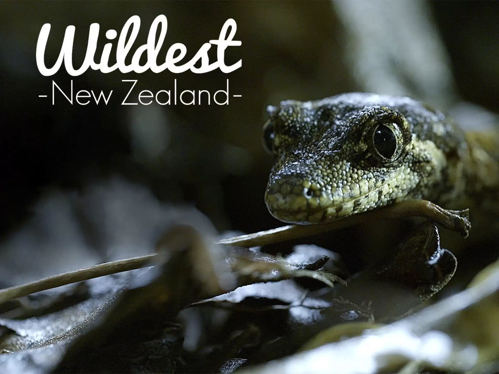 دانلود مستند Wildest New Zealand 2017
