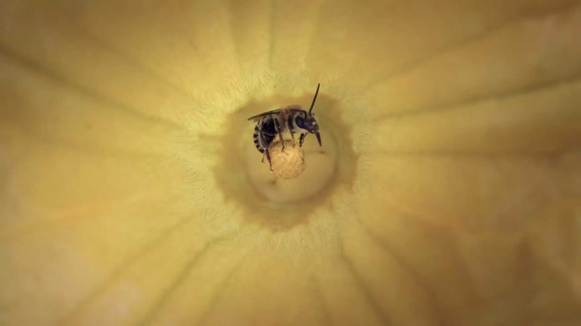 دانلود مستند Secrets of the Hive 2015