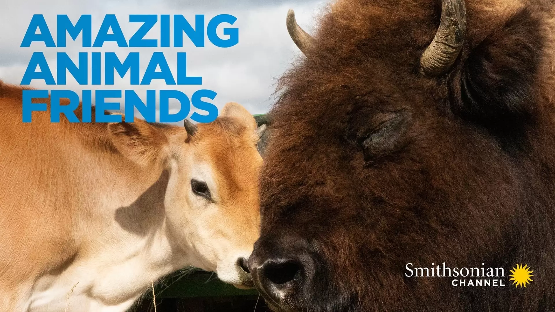 دانلود مستند Amazing Animal Friends 2020