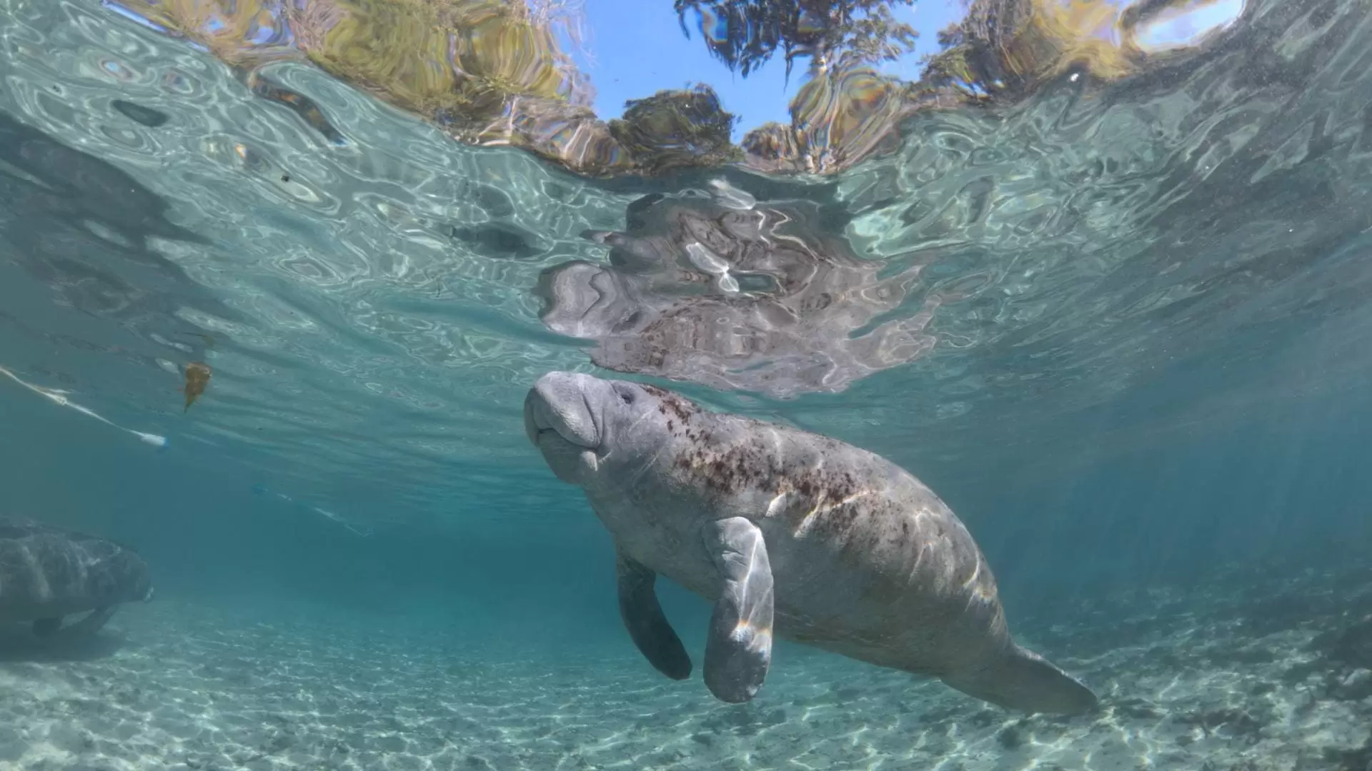 دانلود مستند Hamilton’s Journey: Manatees in a New Light 2014