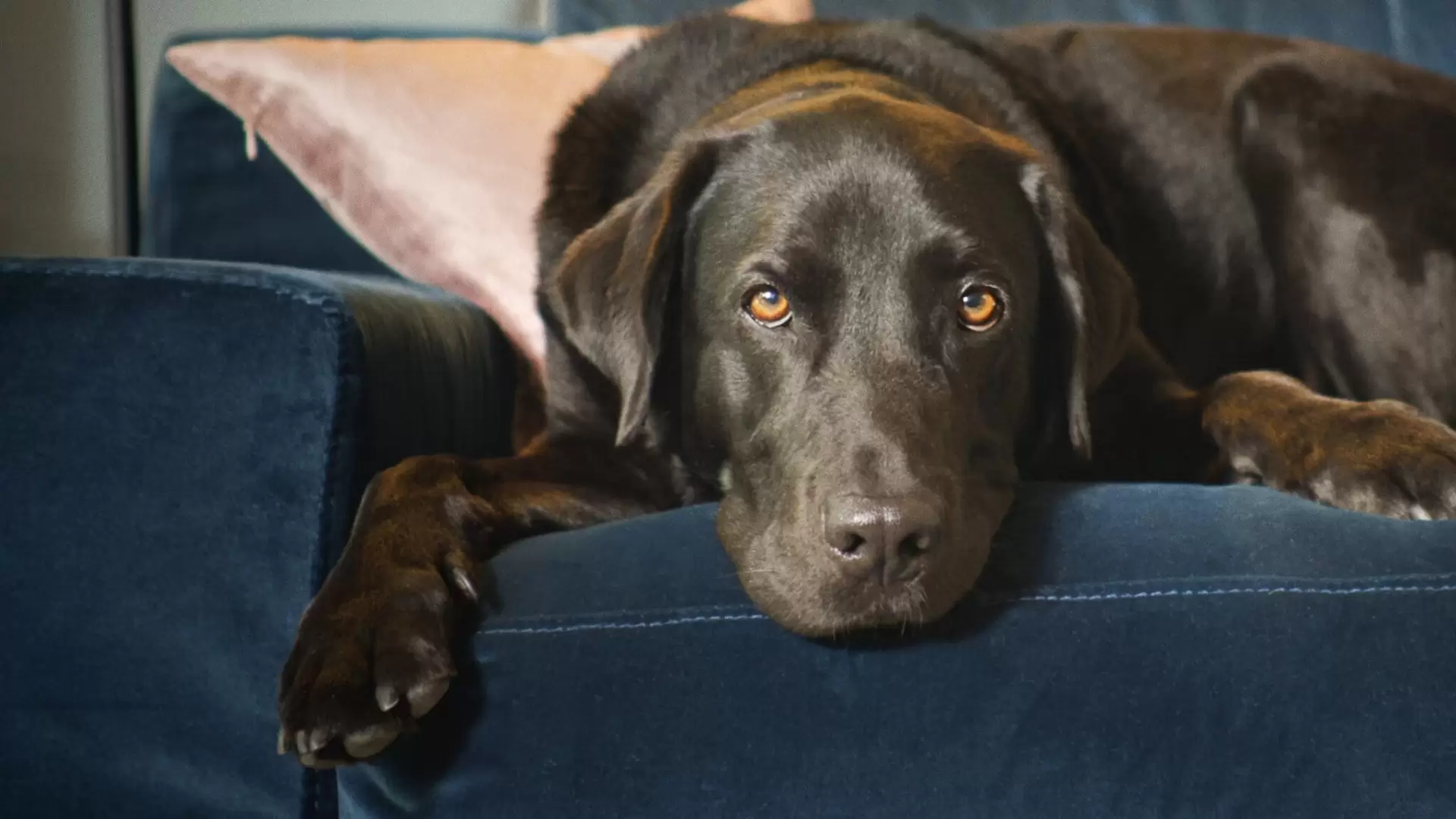 دانلود مستند The Secret Life of Our Pets 2021