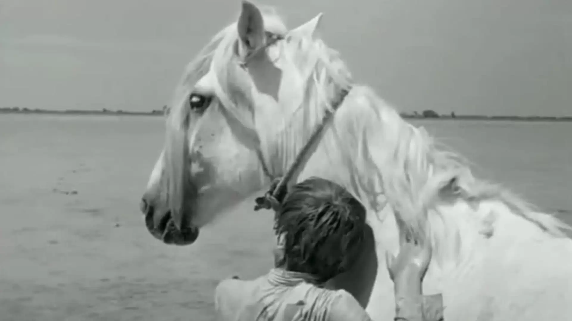 دانلود فیلم White Mane 1953 (یال سفید)