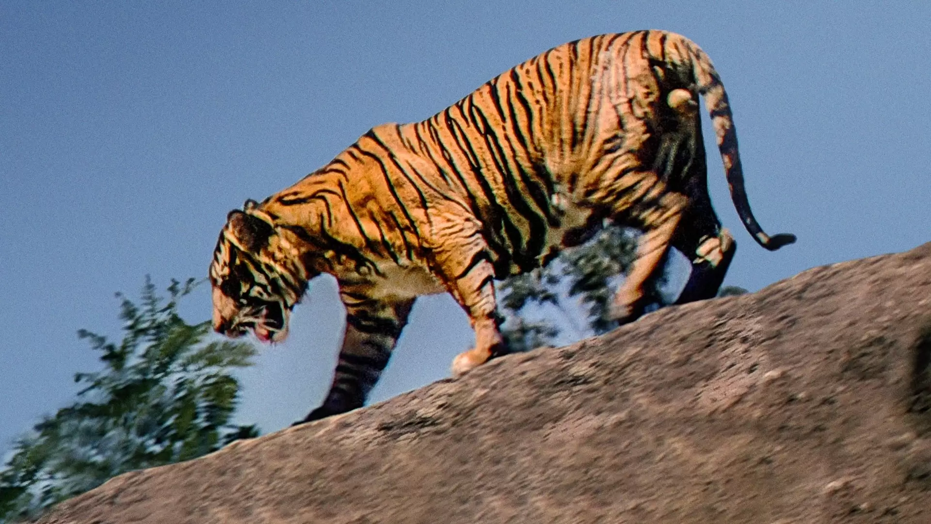 دانلود مستند Jungle Cat 1960