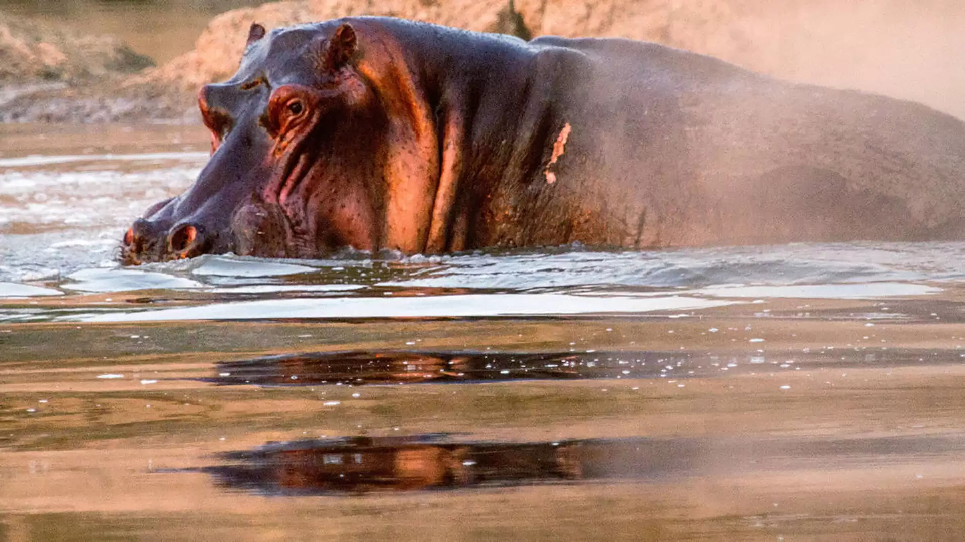 دانلود مستند Hippos After Dark 2015