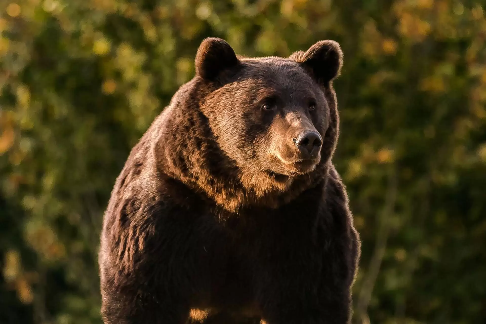 دانلود مستند The Tracker’s Diary: Bears of Katmai 2022