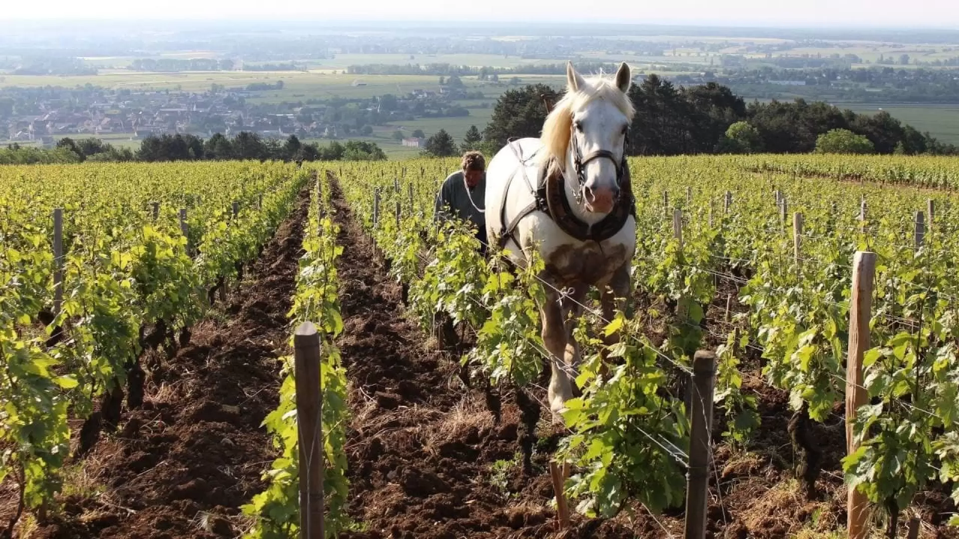 دانلود مستند Grand Cru 2017