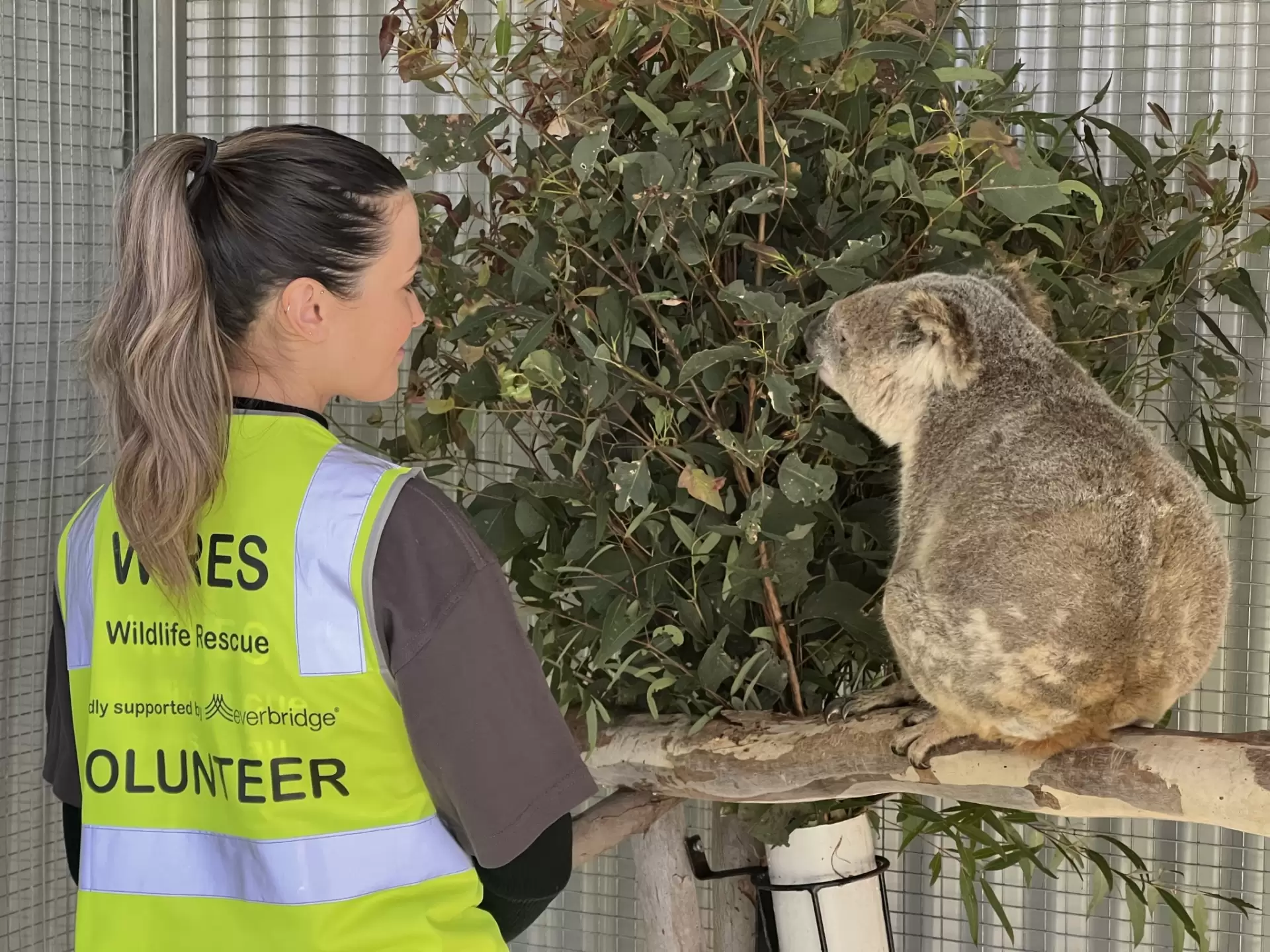 دانلود مستند Wildlife Rescue Australia 2022