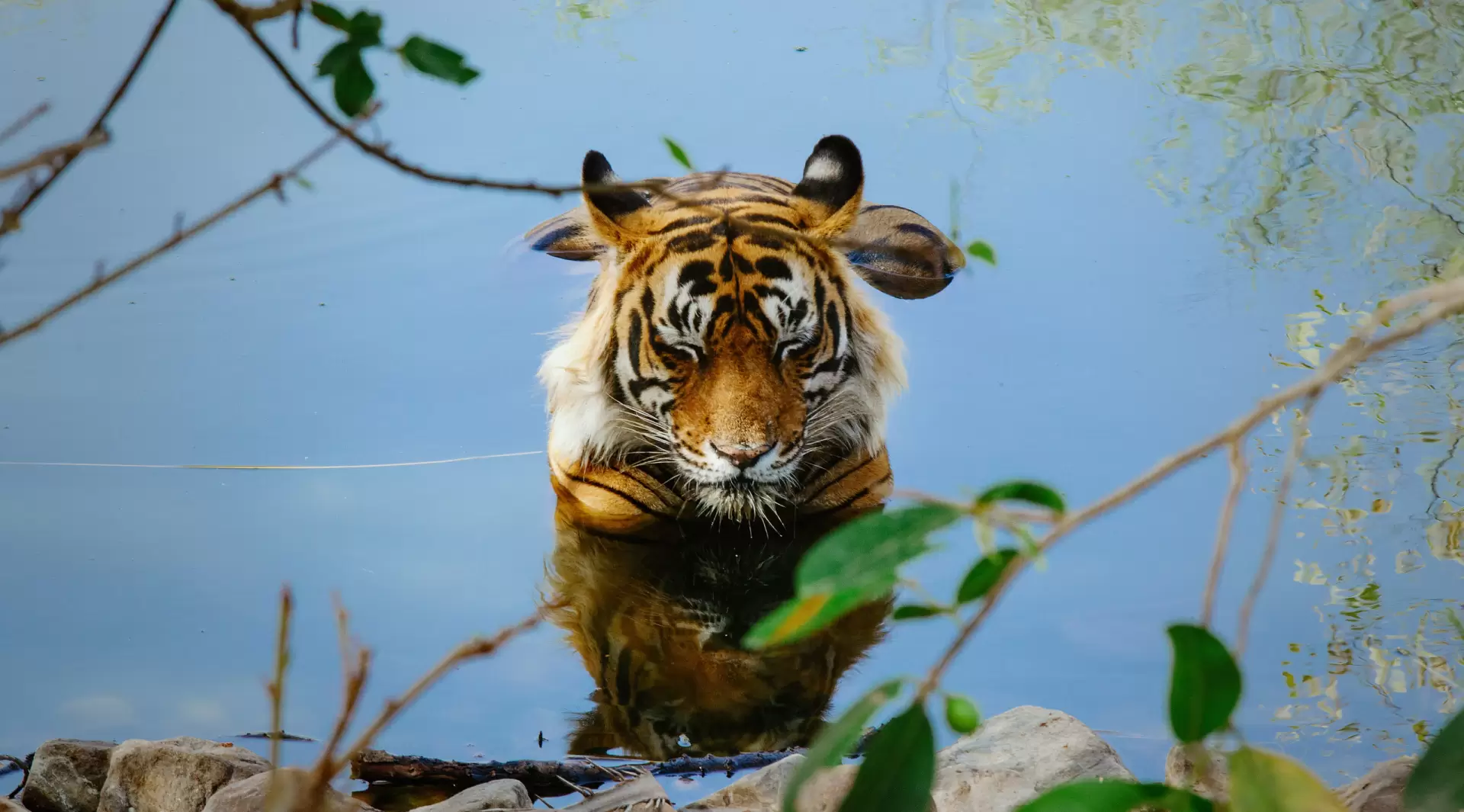 دانلود مستند Tiger 24 2022