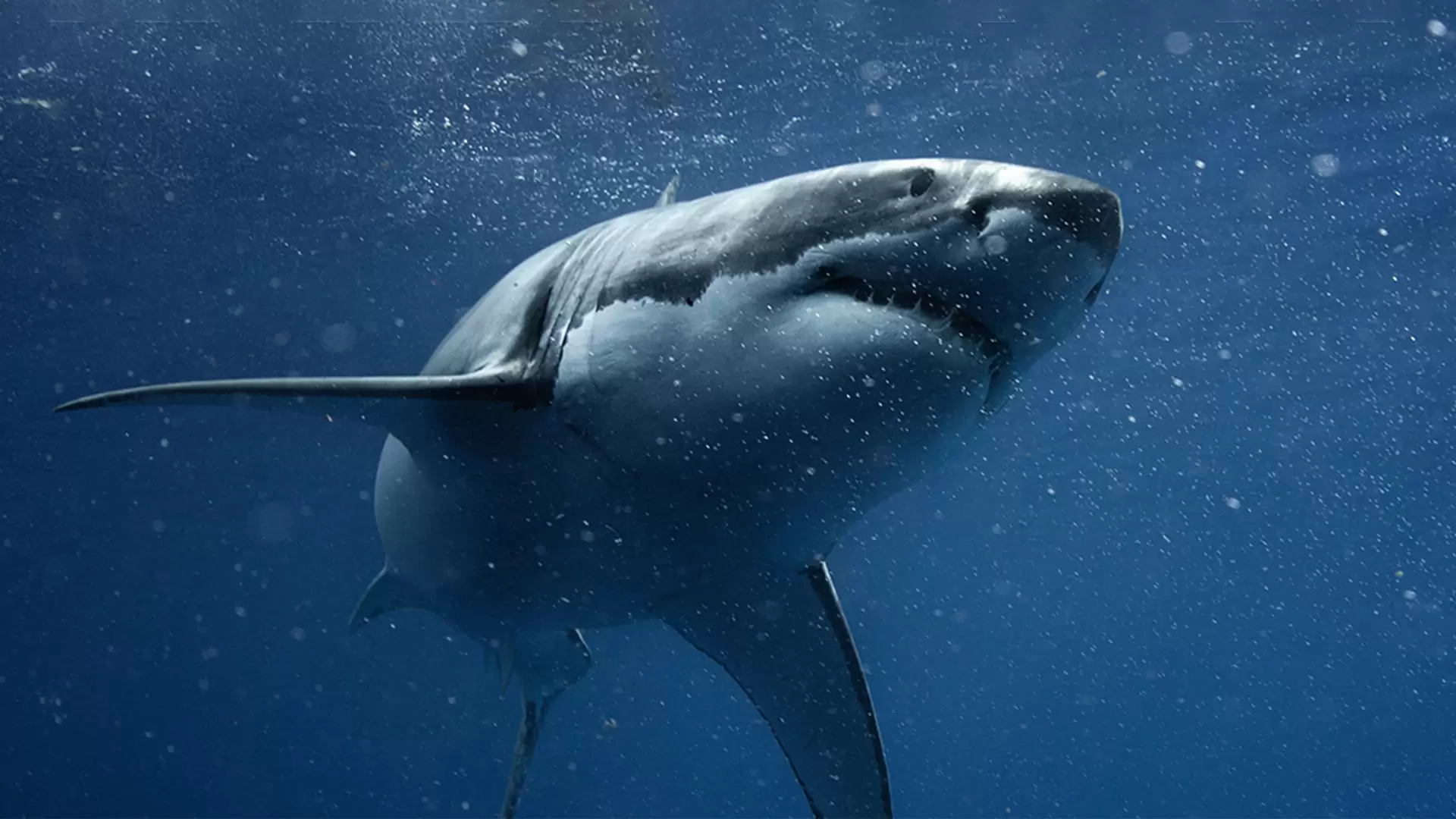 دانلود مستند Shark vs Tuna 2018