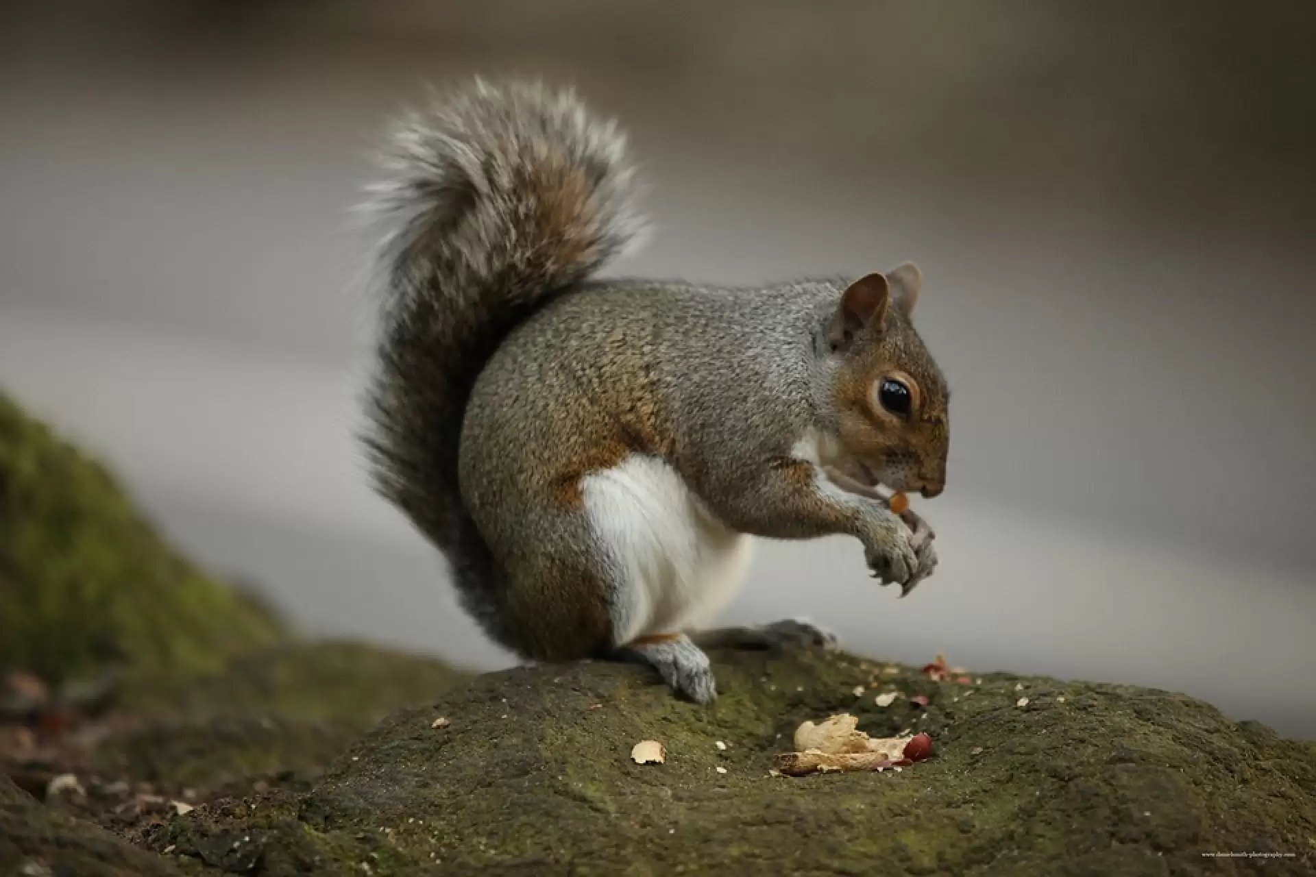 دانلود مستند Nuts About Squirrels 2012