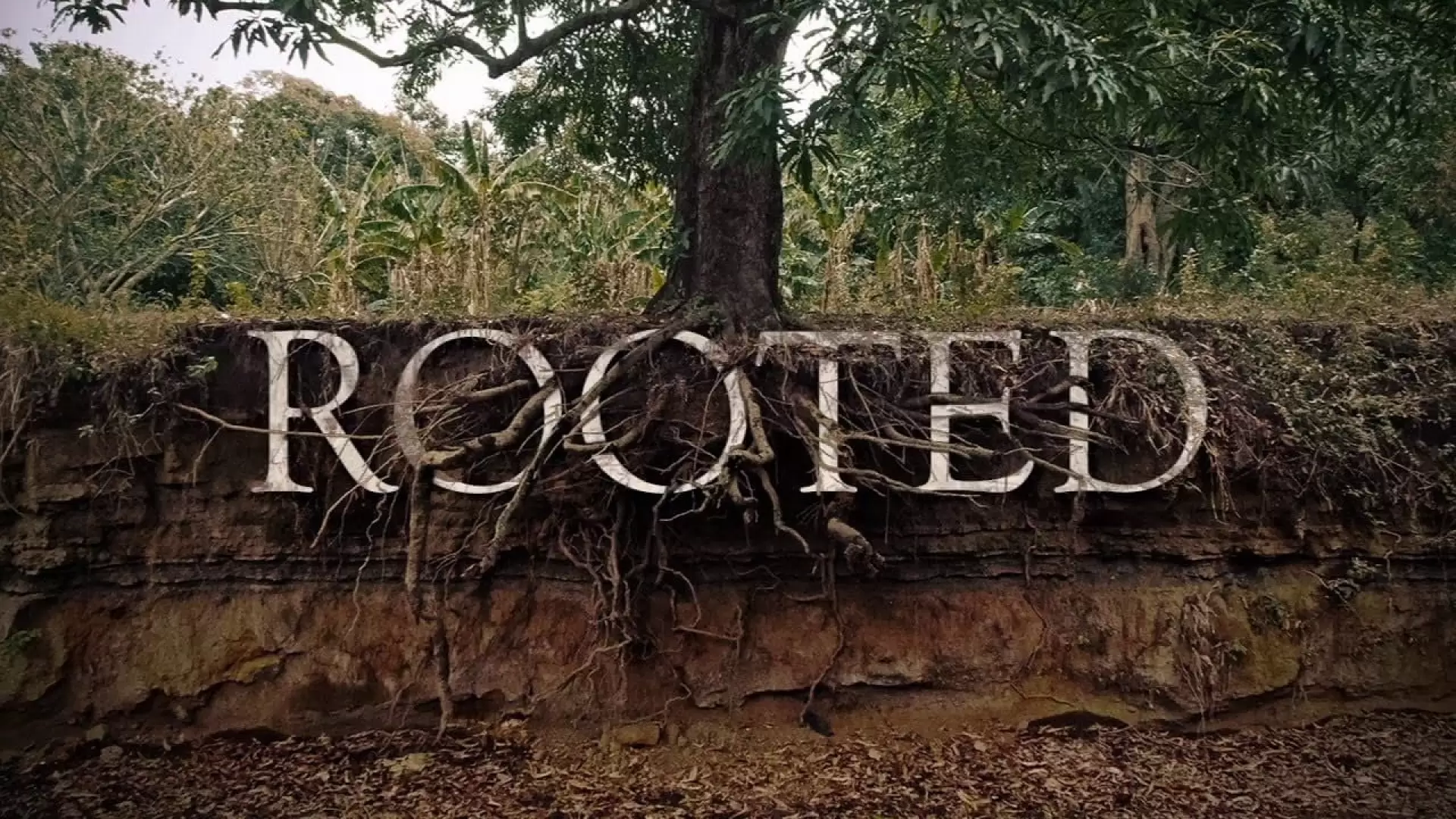 دانلود مستند Rooted Life Through The Eyes Of Trees 2018