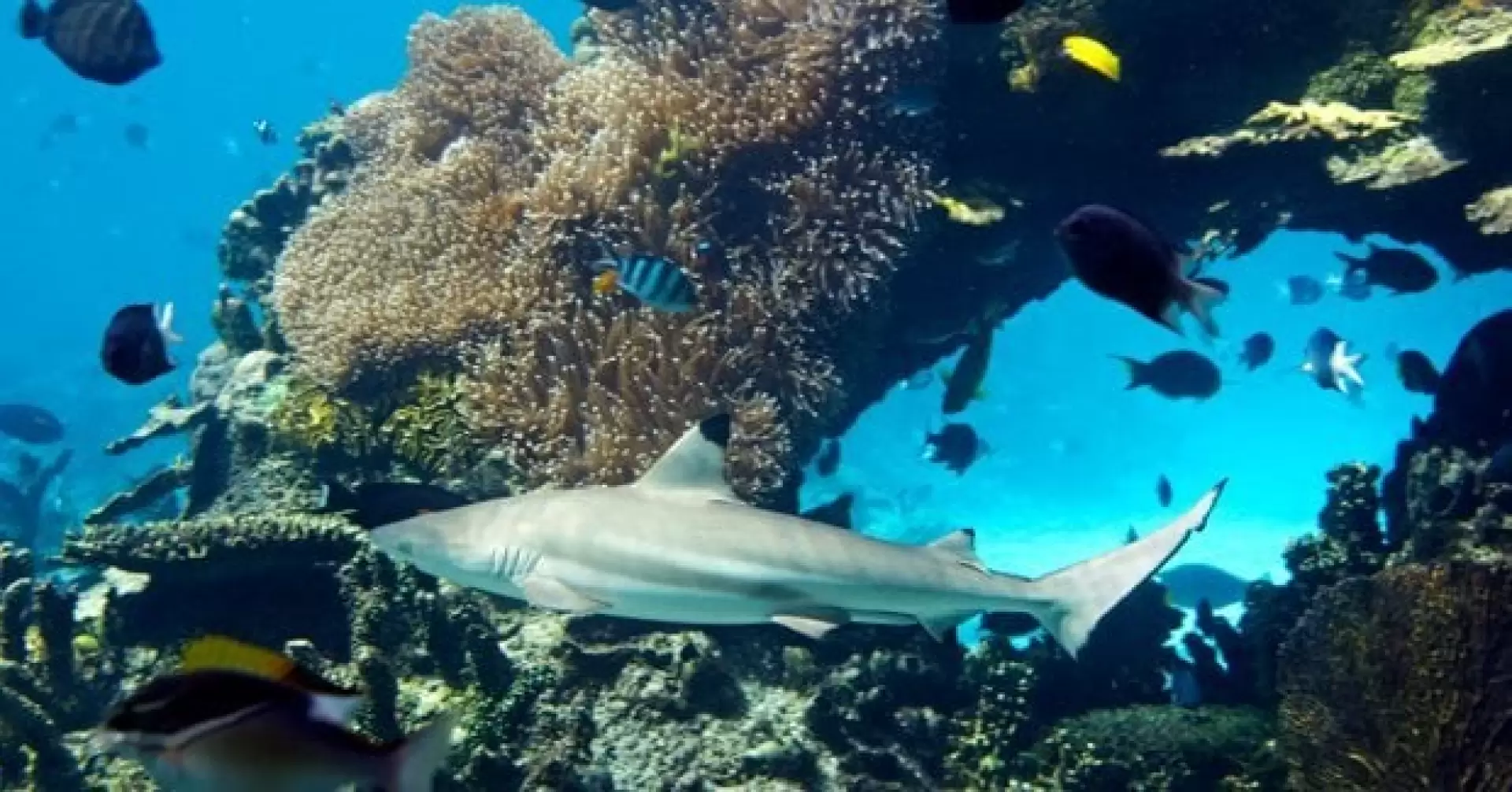 دانلود مستند Australia’s Oceans 2020