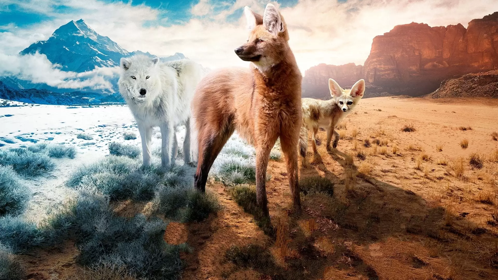 دانلود مستند Dogs in the Wild: Meet the Family 2023