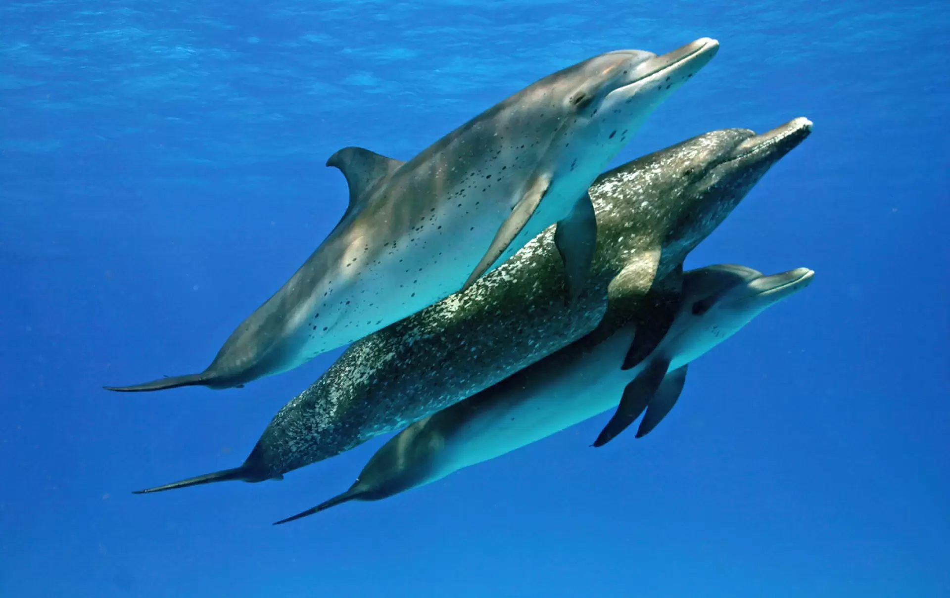 دانلود مستند Dolphins and Whales: Tribes of the Ocean 2008 با زیرنویس فارسی