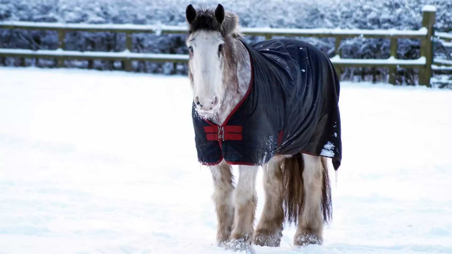 دانلود مستند Clydesdale: Saving the Greatest Horse 2020 با تماشای آنلاین