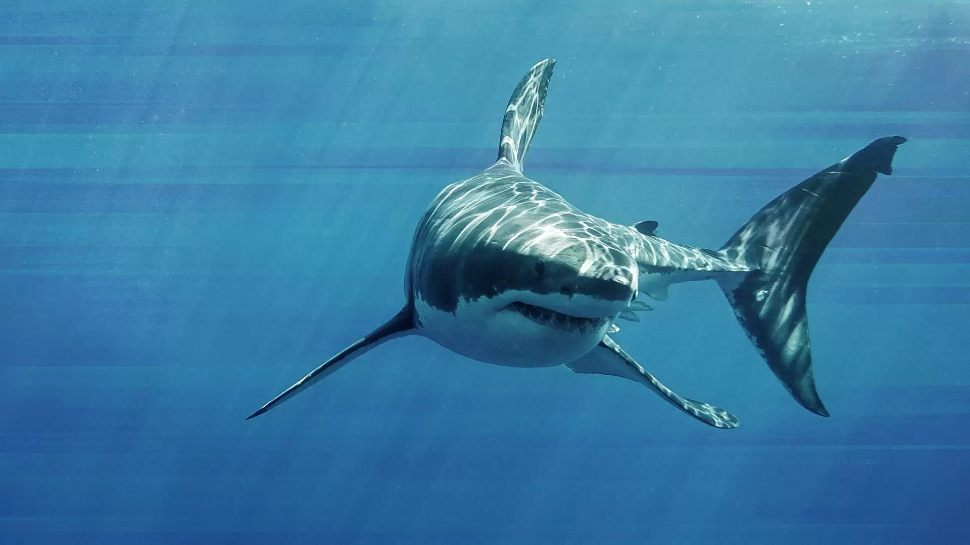 دانلود مستند Game of Sharks 2022 با تماشای آنلاین