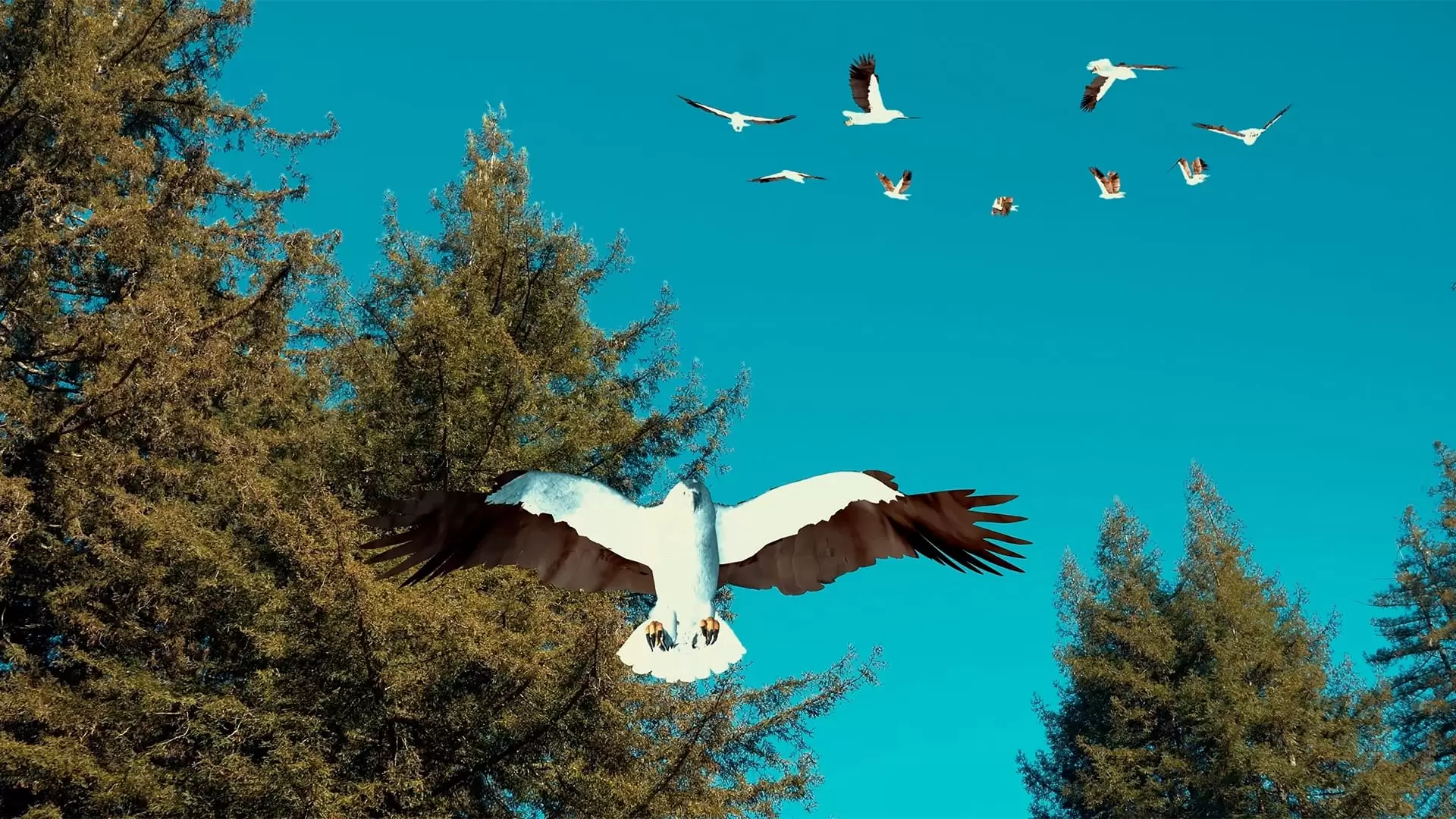 دانلود فیلم Birdemic 3: Sea Eagle 2022