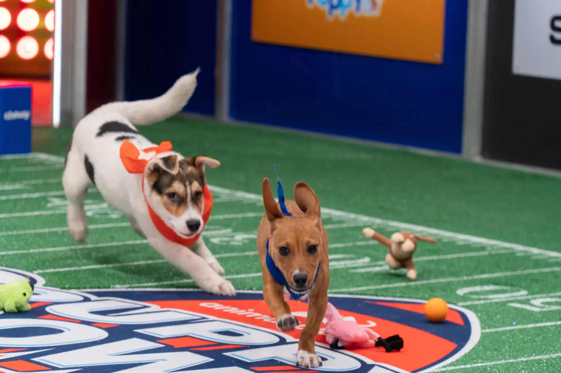 دانلود فیلم Puppy Bowl XIX Pregame Show 2023