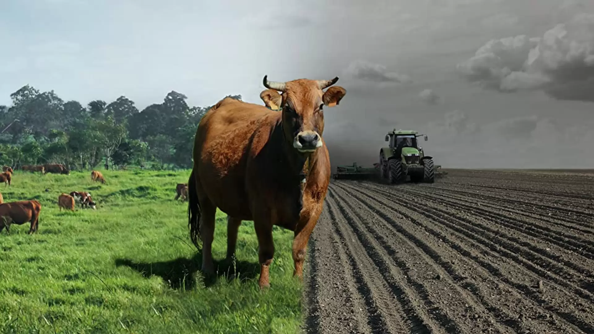 دانلود مستند Sacred Cow: The Nutritional, Environmental and Ethical Case for Better Meat 2020