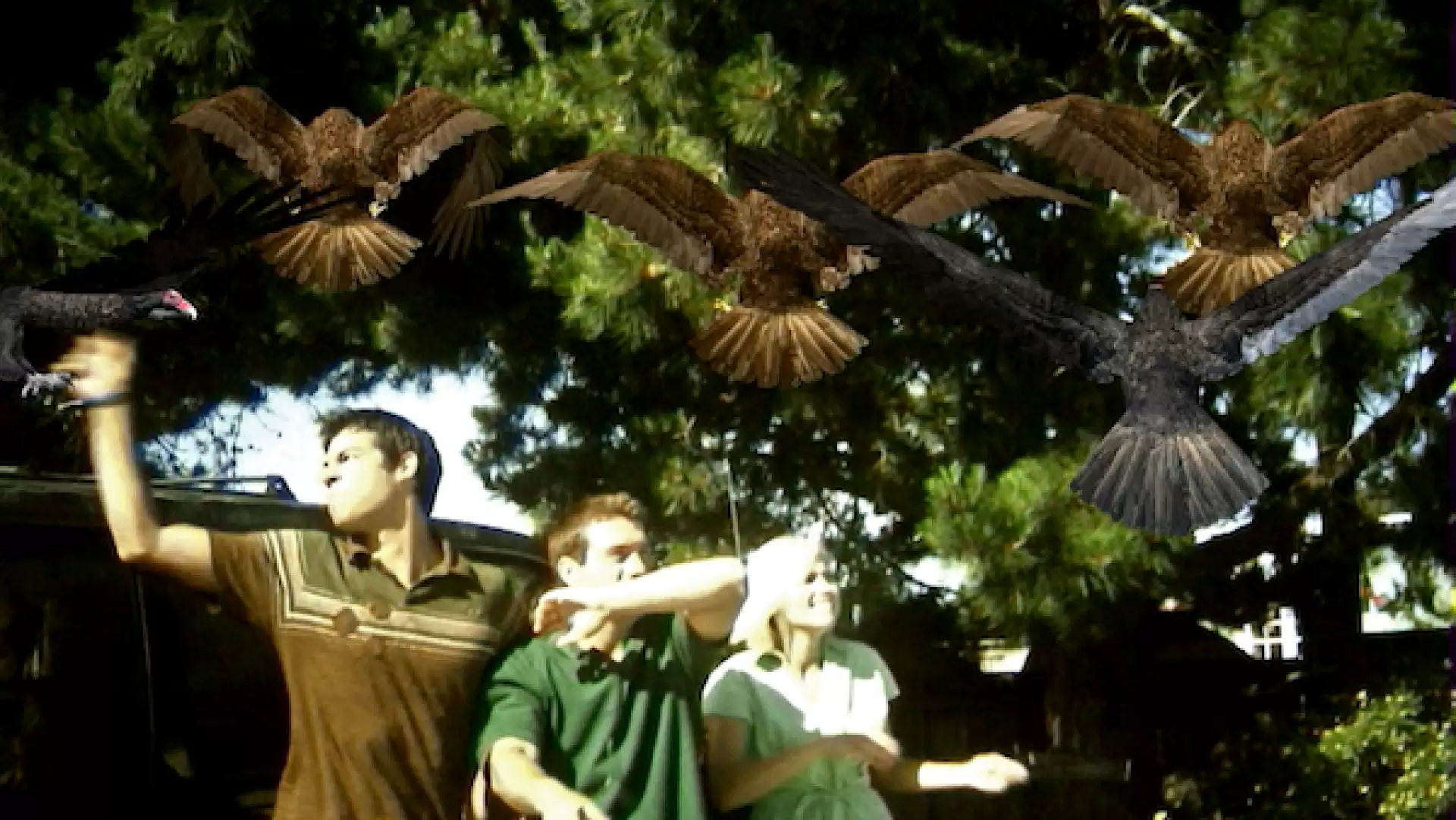 دانلود فیلم RiffTrax Live: Birdemic – Shock and Terror 2012