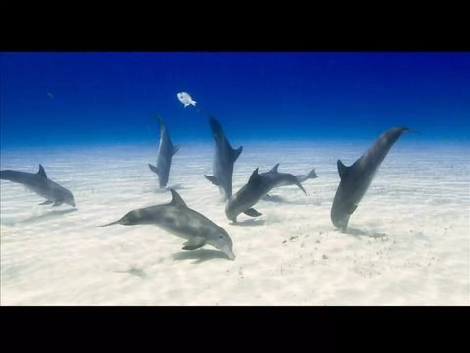 دانلود مستند Dolphins 2000