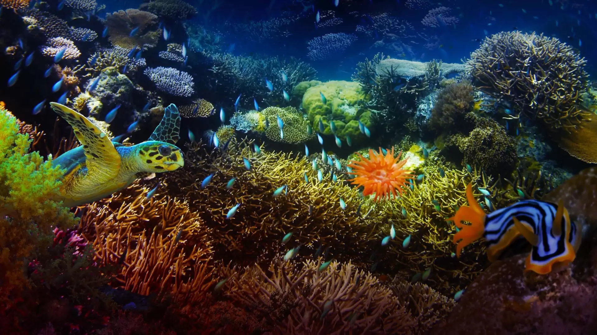 دانلود مستند The Last Reef 3D 2012