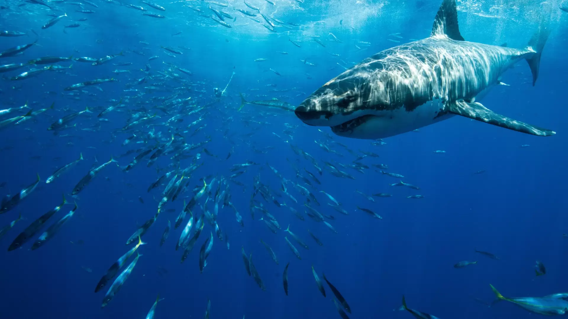 В океане акул сопровождают рыбы лоцманы