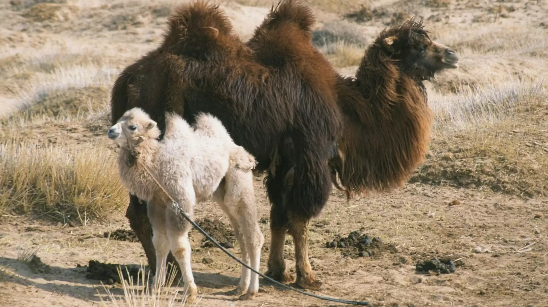 دانلود مستند The Story of the Weeping Camel 2003 (داستان شتر گریان) با زیرنویس فارسی