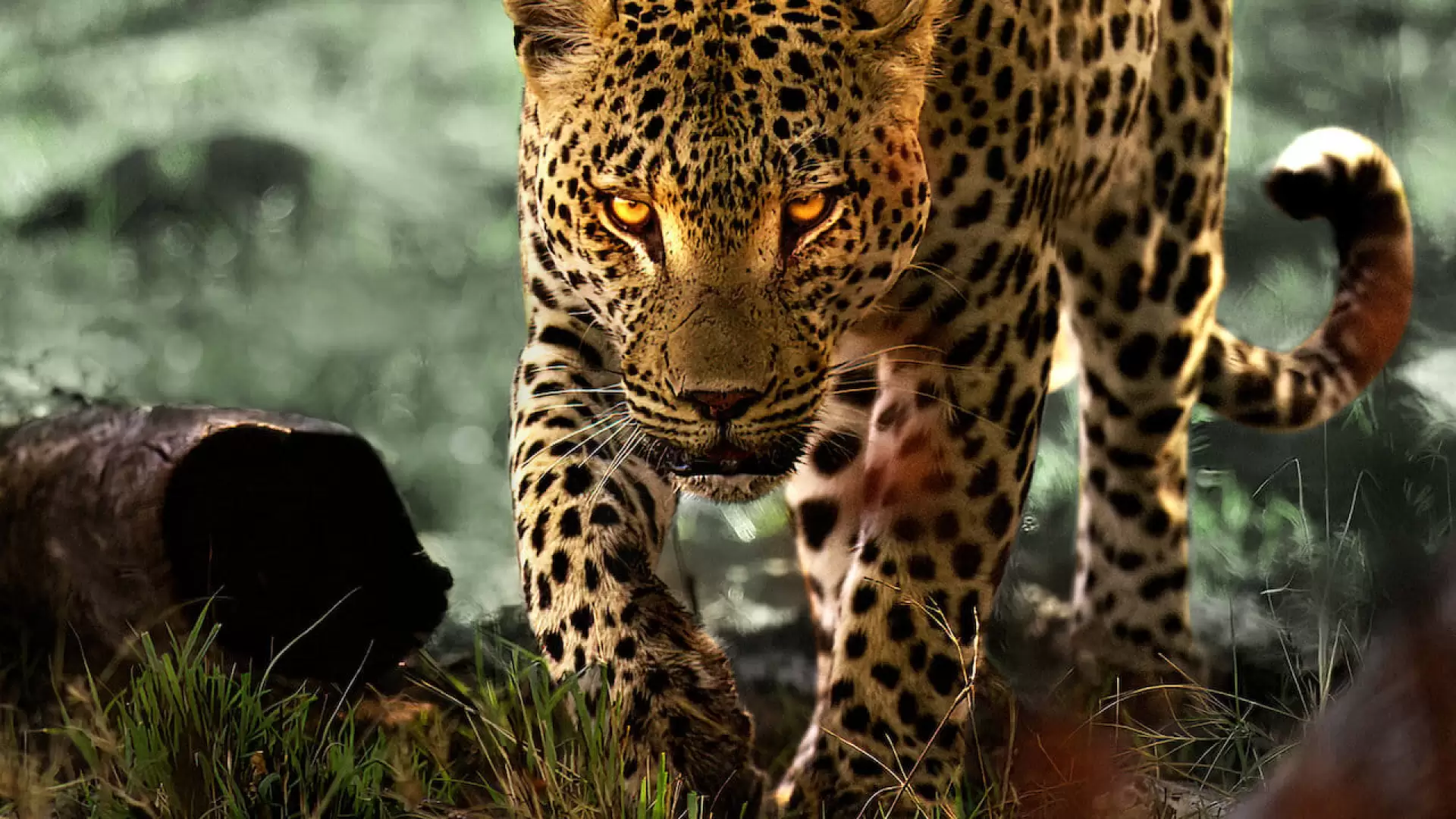 دانلود مستند Living with Leopards 2024