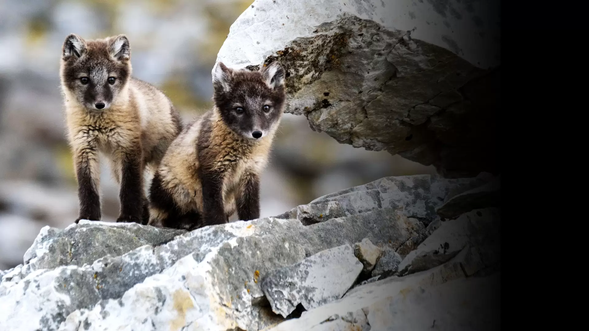 دانلود مستند Incredible Animal Journeys 2023
