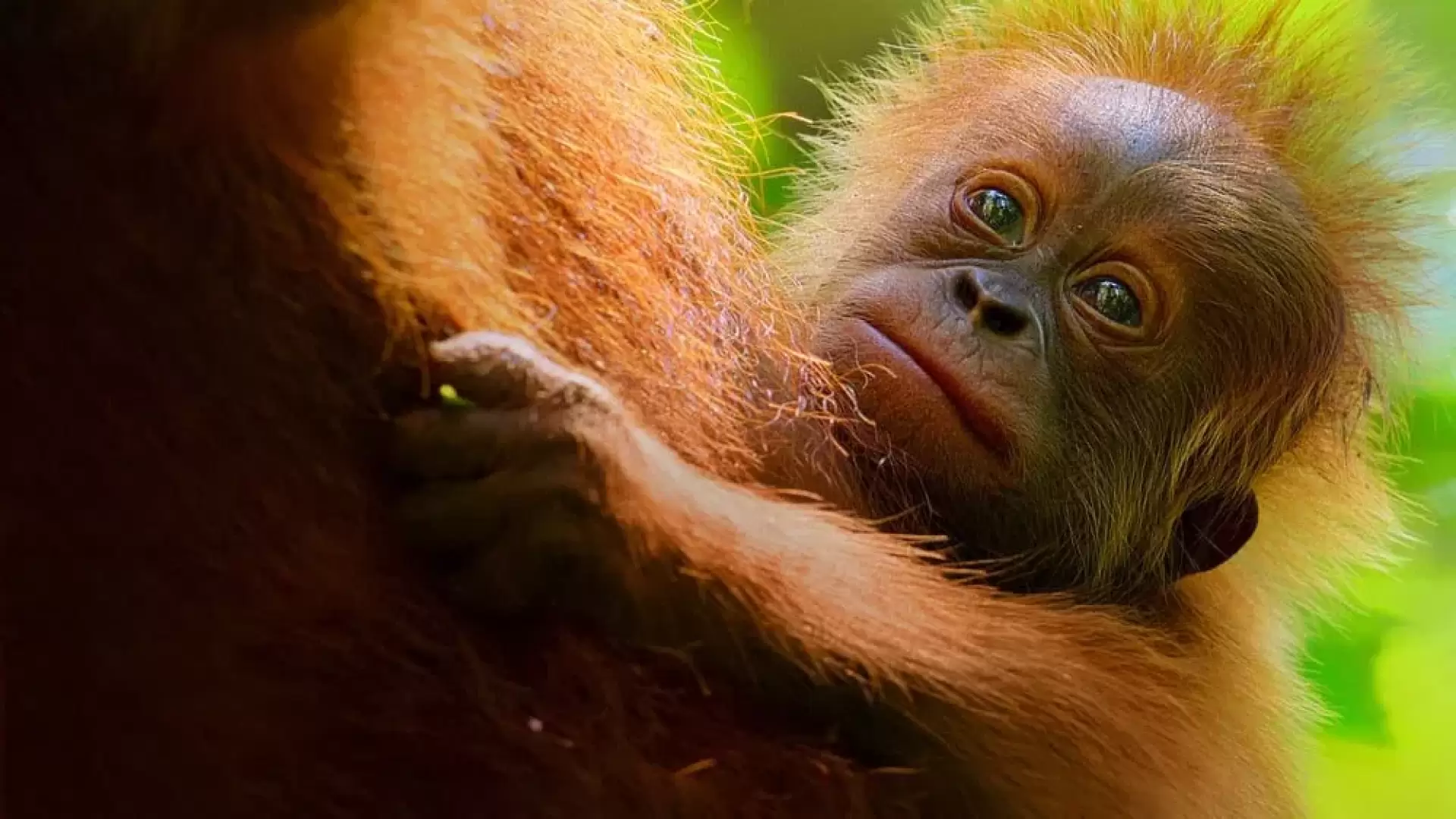 دانلود مستند Secret Lives of Orangutans 2024